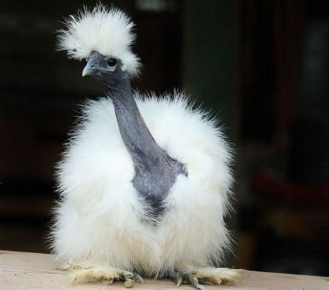 showgirl silkie chickens|Our Naked Neck Silkie Show Girls » Sunset Valley Chicks